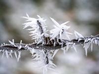Stacheldraht Detail mit Raureifnadeln